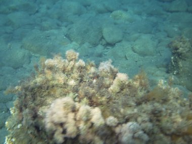 deniz resifleri sualtı arka plan ünitesi izole