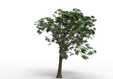 Beyaz arkaplanda izole edilmiş ağaç