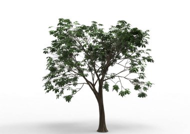 Beyaz arkaplanda izole edilmiş ağaç