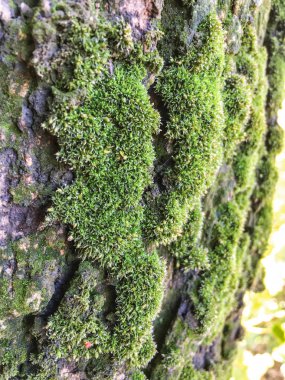 Moss, liken arka plan ünitesi izole