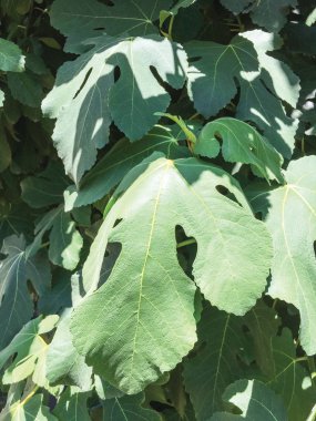 izole yaprak arka plan birimi