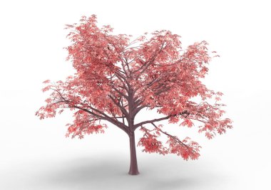 Beyaz arkaplanda izole edilmiş ağaç