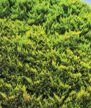 yeşil duvar, santrali arka plan ünitesi izole