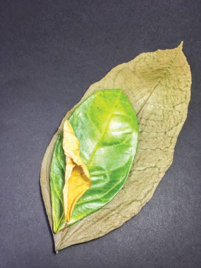 izole yaprak arka plan birimi