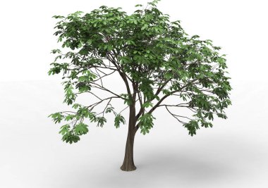 Beyaz arkaplanda izole edilmiş ağaç