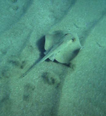 deniz resifleri sualtı arka plan ünitesi izole