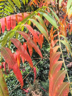 yaprak arka plan ünitesi izole