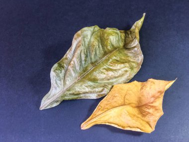 yaprak arka plan ünitesi izole