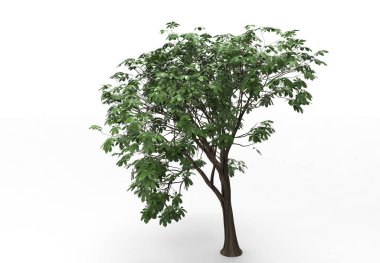 Beyaz arkaplanda izole edilmiş ağaç