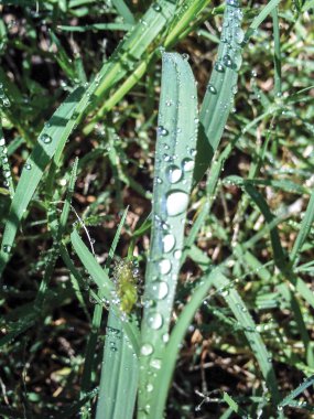 izole yaprak arka plan birimi