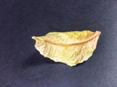 izole yaprak arka plan birimi