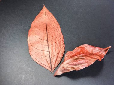 izole yaprak arka plan birimi