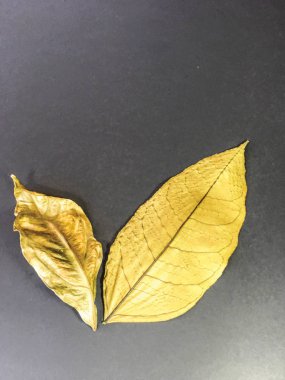 izole yaprak arka plan birimi