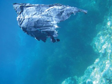 deniz resifleri sualtı arka plan ünitesi izole