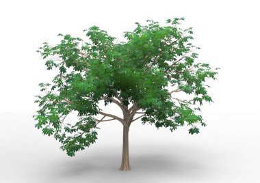 İç 3d ağaç beyaz bir arka plan üzerinde izole