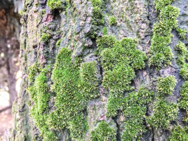 Moss, liken arka plan ünitesi izole