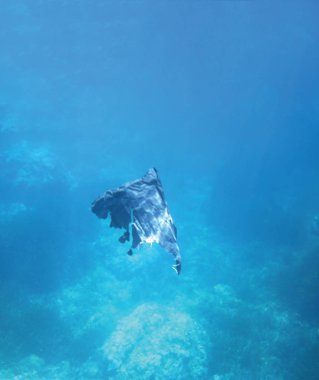 deniz resifleri sualtı arka plan ünitesi izole