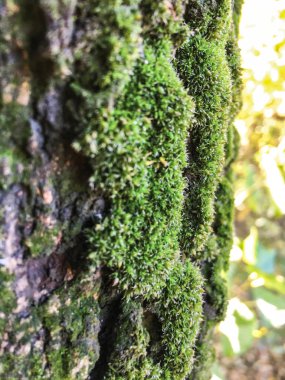 Moss, liken arka plan ünitesi izole