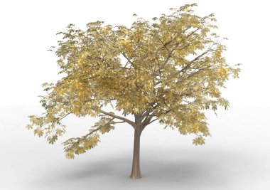 Beyaz arkaplanda izole edilmiş ağaç