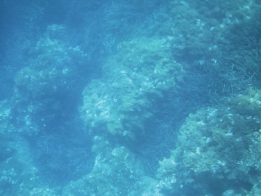 deniz resifleri sualtı arka plan ünitesi izole