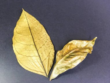 yaprak arka plan ünitesi izole