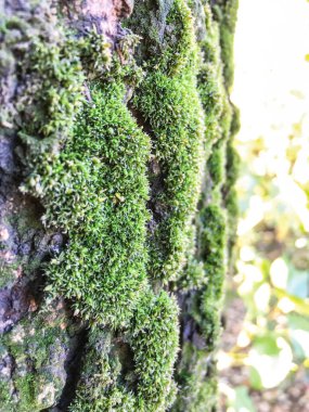 Moss, liken arka plan ünitesi izole