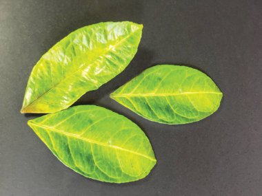 yaprak arka plan ünitesi izole