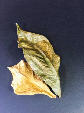 yaprak arka plan ünitesi izole