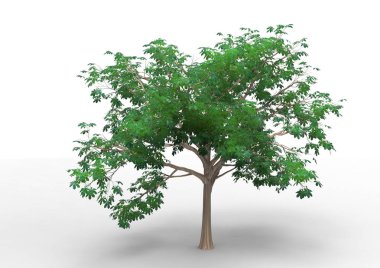 İç 3d ağaç beyaz bir arka plan üzerinde izole