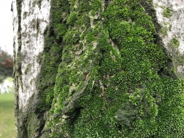 Moss, liken arka plan ünitesi izole