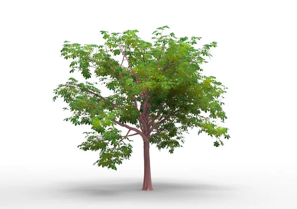 Intérieur Arbre Isolé Sur Fond Blanc — Photo