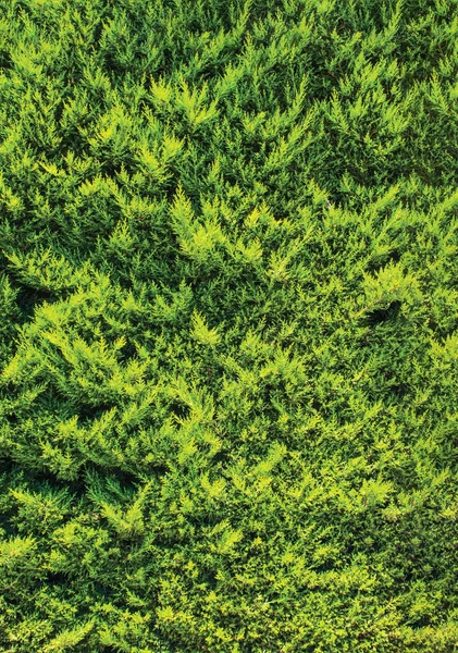 yeşil duvar, santrali arka plan ünitesi izole