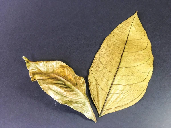 izole yaprak arka plan birimi