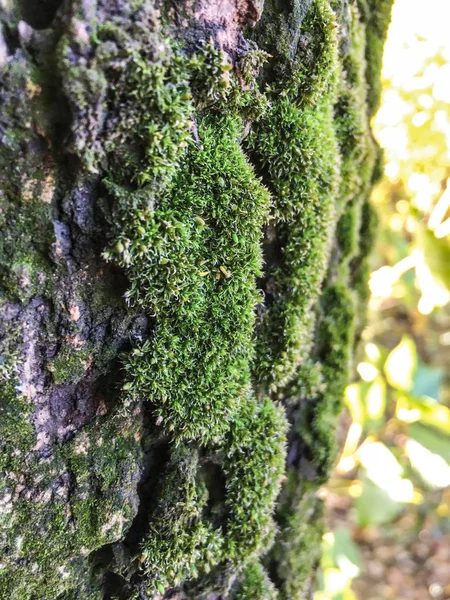 Moss, liken arka plan ünitesi izole