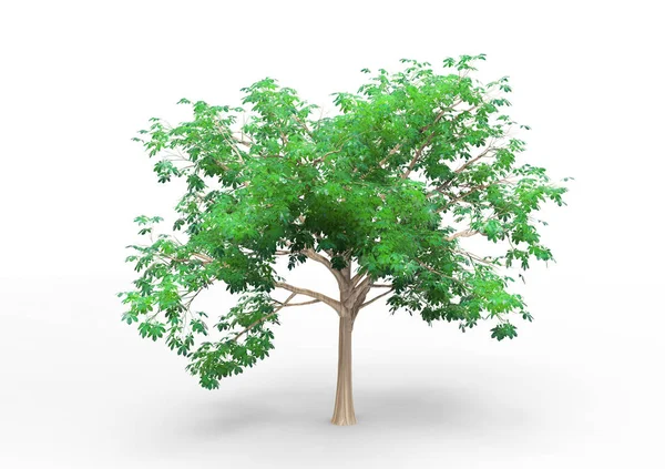 Εσωτερικό Δέντρο Απομονωθεί Λευκό Φόντο — Φωτογραφία Αρχείου