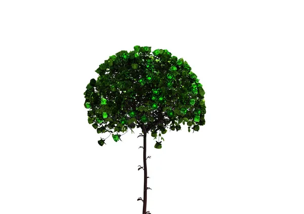 Beyaz Bir Arka Plan Üzerinde Izole Ağaç — Stok fotoğraf