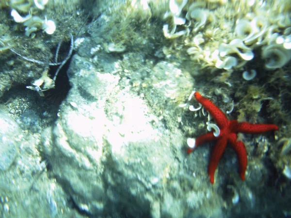 Recifes Mar Unidade Fundo Subaquático Isolado — Fotografia de Stock