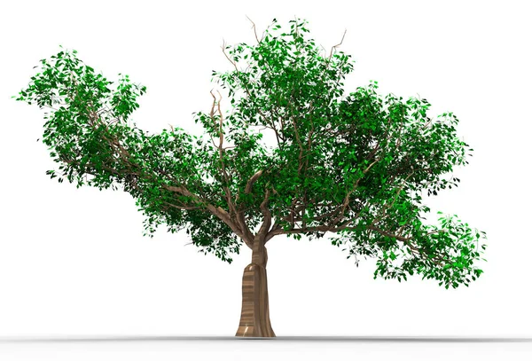 Árvore Isolado Fundo Branco — Fotografia de Stock