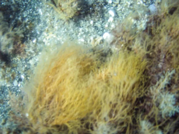 Algas Marinhas Fundo Subaquático — Fotografia de Stock