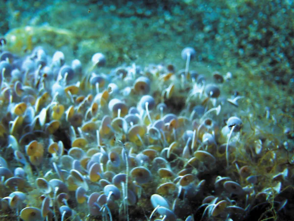 Sea Algae Underwater Background — Stock Photo, Image