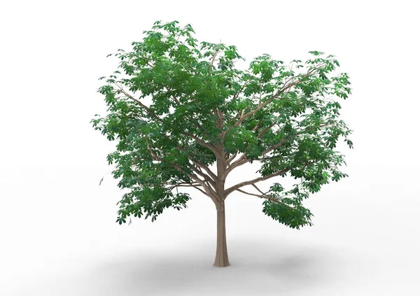 Інтер Дерева Ізольовано Білому Тлі — стокове фото