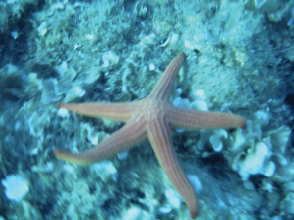 Récifs Marins Unité Fond Sous Marin Isolat — Photo