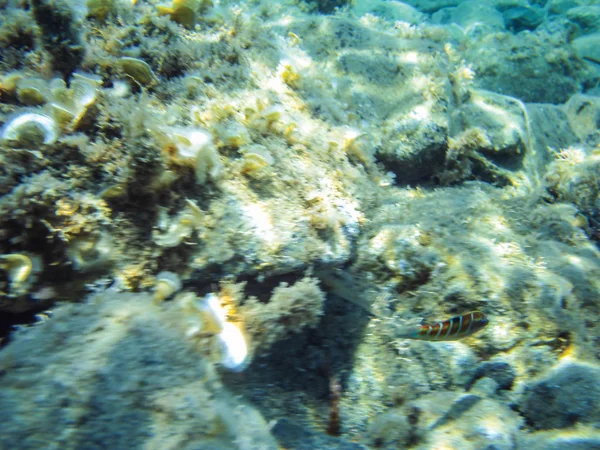Sea Reefs Underwater Background Unit Isolate — Stock Photo, Image