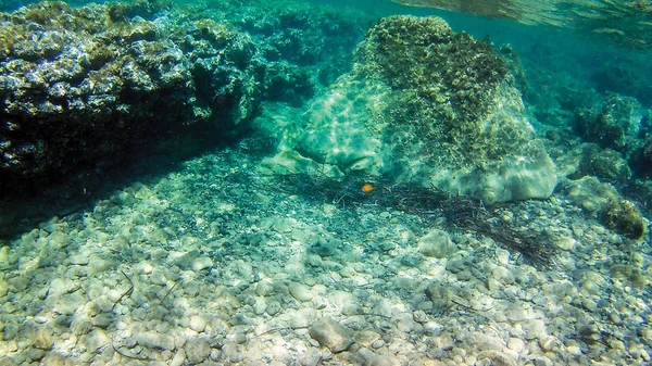 Sea Reefs Underwater Background Unit Isolate — Stock Photo, Image