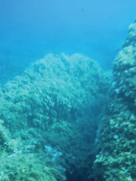 海のサンゴ礁の水中背景単体を分離します — ストック写真