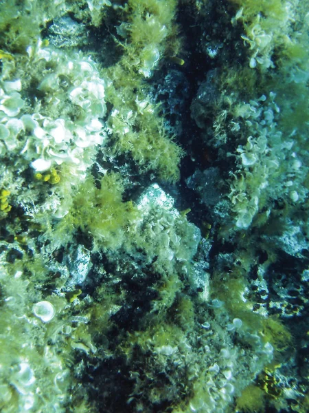 Algas Marinhas Fundo Subaquático — Fotografia de Stock