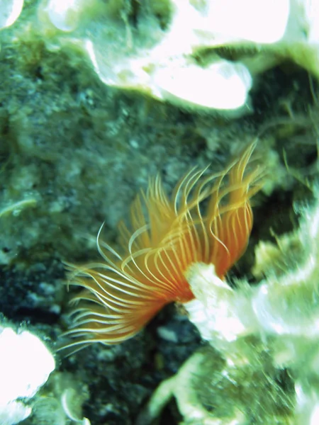 Scogliere Marine Unità Fondo Subacquee Isolate — Foto Stock