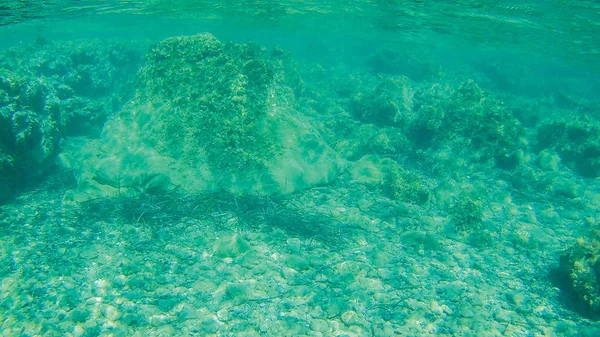 Havet Reven Undervattens Bakgrund Enhet Isolera — Stockfoto