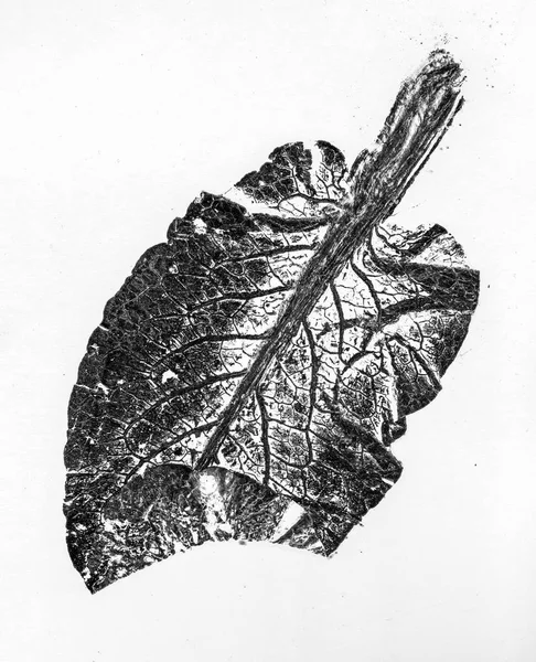 Black White Leaf Patterns Background Unit Isolate — Stock Photo, Image