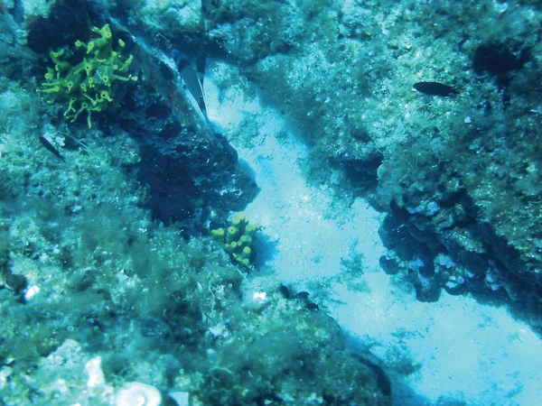 Meeresriffe Unter Wasser Hintergrundeinheit Isolieren — Stockfoto